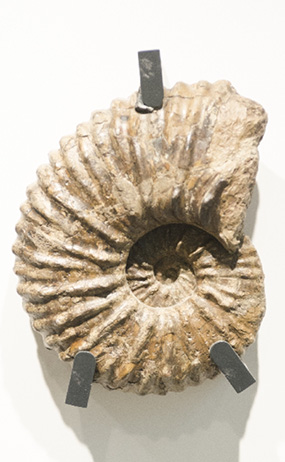 アンモナイトの黄金螺旋は、ゴールデン家具の黄金比に似ています。