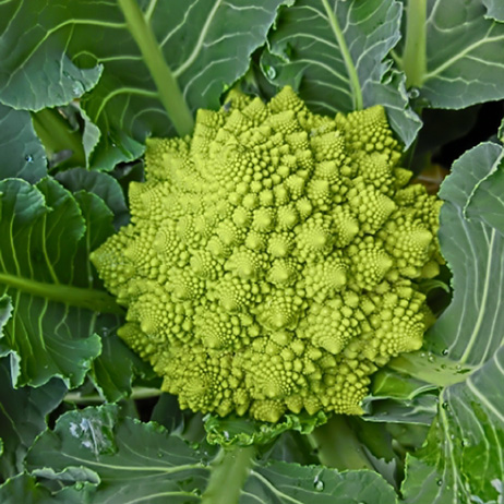 ロマネスコの蕾の並び方は、ゴールデン家具の黄金比に似ています。